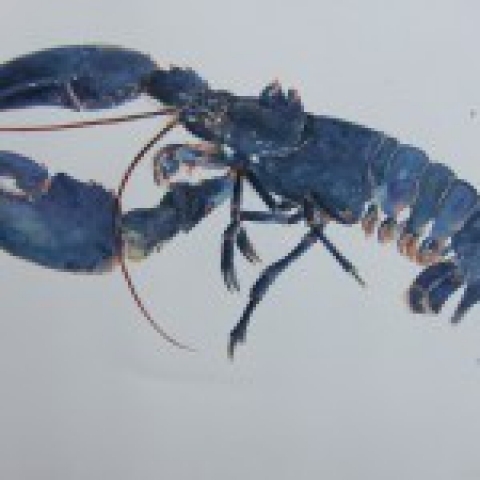 Homard